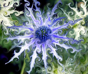 Turning Blue,Erygium Jos EijKing,Sea Holly,In CurlyQs