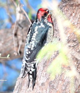 SAPSUCKER, RED-NAPED/RED-BREASTED (10 -7-10) pena blanca lake, scc, az -03f hybrid