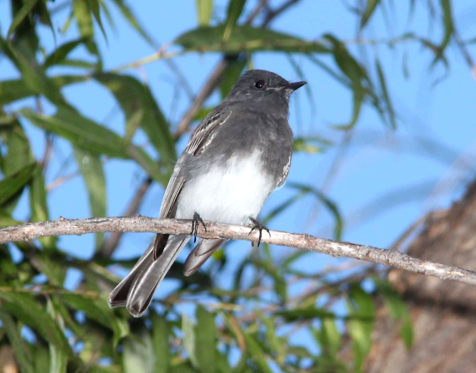 PHOEBE, BLACK (10 -7-10) pena blanca lake, scc, az -01
