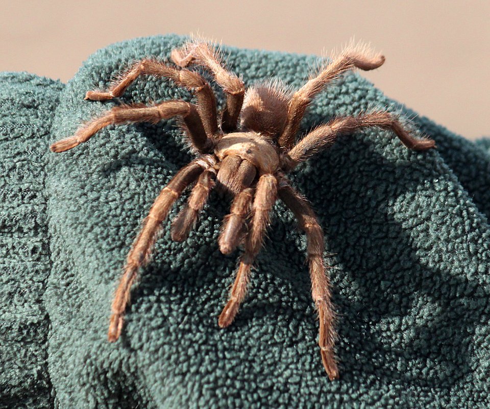 TARANTULA,  (11-8-09) chimineas, slo co, ca -02
