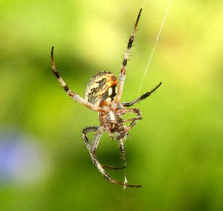 SPIDER, sp (8-28-10) blue haven rd, patagonia, scc, az -01