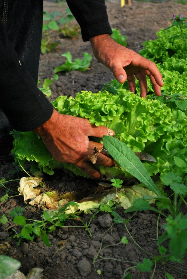 Gardener vegetable garden bio