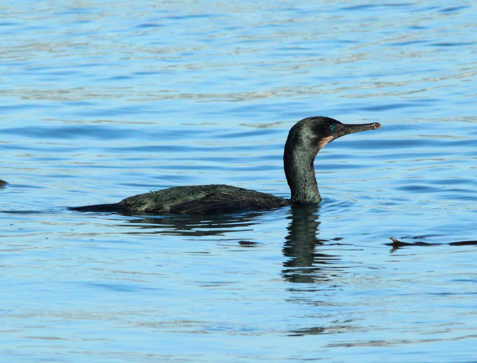 CORMORANT, BRANDT'S (1-8-10) morro bay, ca - 01