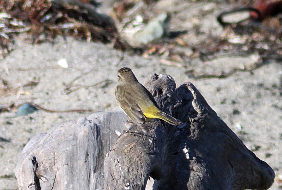WARBLER, PALM (11-17-09) on beach at cypress tree, estero bluffs state beach, cayucos, sloco, ca -16