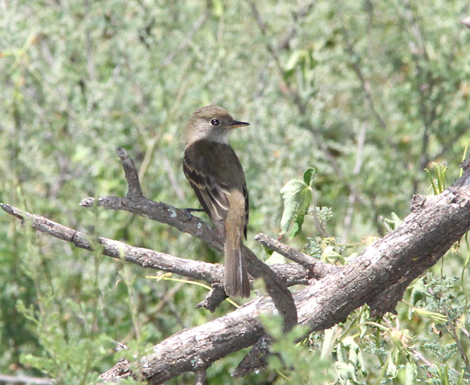 FLYCATCHER, WILLOW (9-10-10) blue haven rd, patagonia, scc, az -03