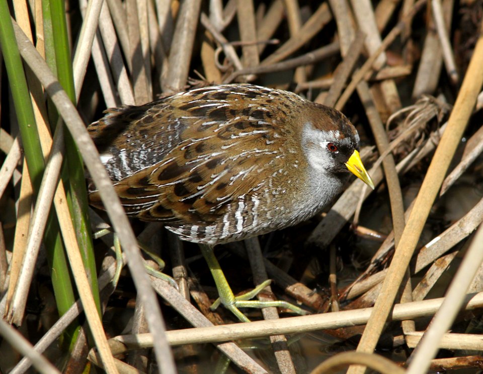 SORA (2-28-10) cloisters, morro bay, ca - 07b