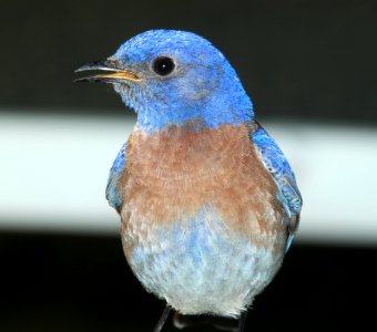 BLUEBIRD, WESTERN (3-23-10) canet rd, morro bay, slo co, ca -03