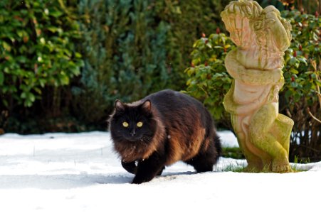 Schwarze Katze im Schnee photo
