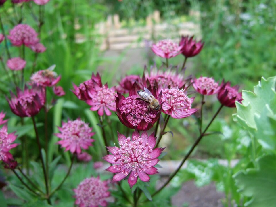 Flower astrantia garden