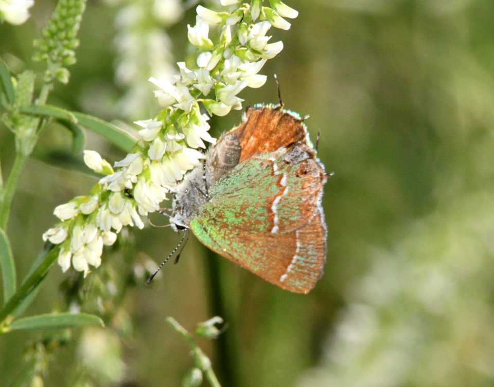 HAIRSTREAK, JUNIPER (callophrys gryneus) (7-28-09) miller cyn, az -01