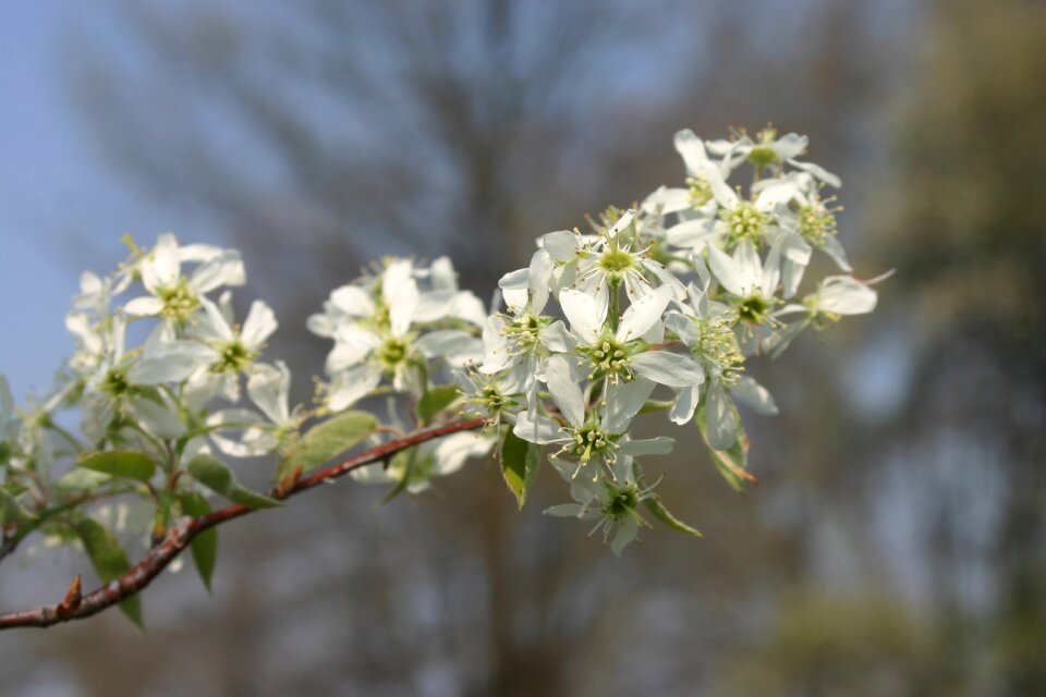 Tree serviceberry juneberry