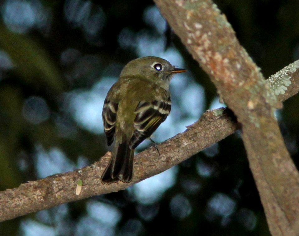 FLYCATCHER, sp (9-29-10) blue haven road, patagonia, scc, az -01