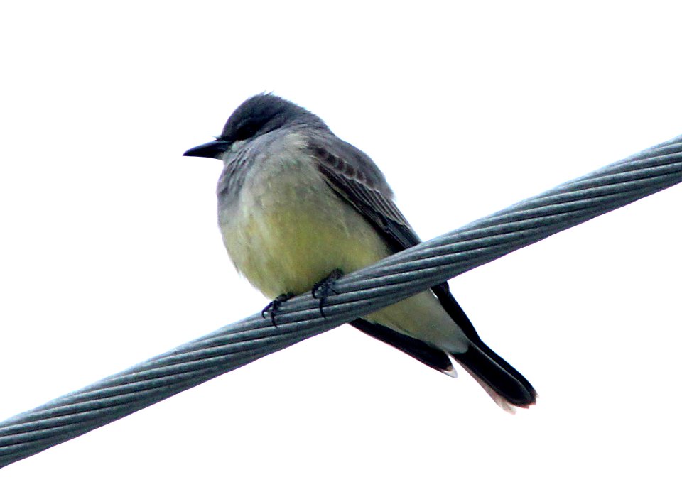 KINGBIRD, CASSIN'S (12-21-09) murray ave, slo, ca -01