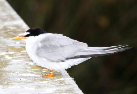 TERN, LEAST (8-22-09) adult, oso flaco, slo co, ca -01