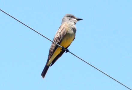 KINGBIRD, CASSIN'S (5-5-10) saucito ranch, carrizo plain nat mon, slo co, ca -06
