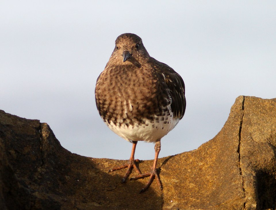 TURNSTONE, BLACK (11-5-09) northpoint, morro bay, slo co, ca -01