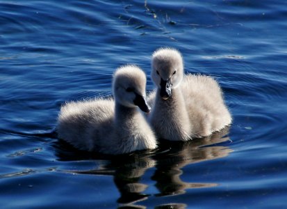 Black Swan Cygnets. photo