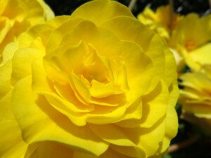 Rose begonia tuberous begonia