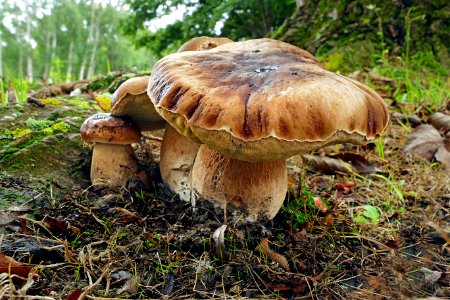 King Bolete (Boletus edulis) photo