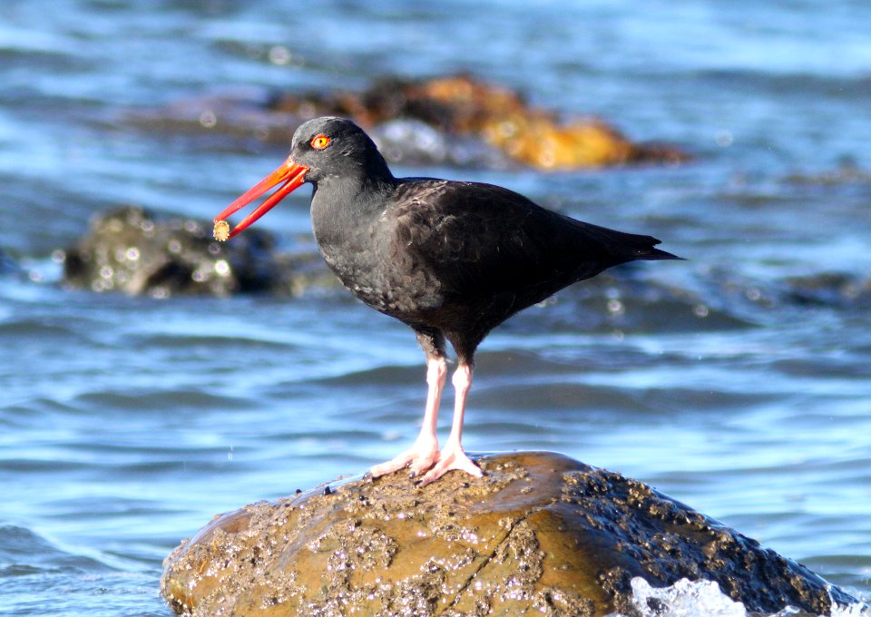 OYSTERCATCHER, BLACK (11-23-09) estero bluffs state park, slo co, ca -06