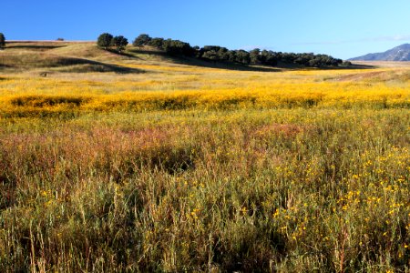 SAN RAFAEL VALLEY GRASSLANDS, SE of Patagonia, scc, az (9-24-10) -02 photo