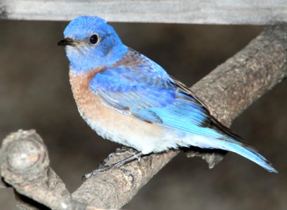 BLUEBIRD, WESTERN (3-20-10) canet road, morro bay, slo co, ca -06