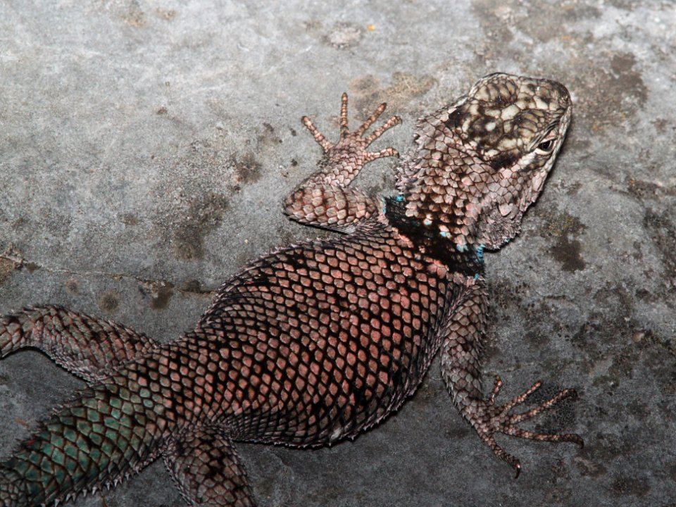 LIZARD, YARROW'S SPINY (Sceloporus jarrovii)  (8-30-10) garden cyn, huachuca mts, az -03
