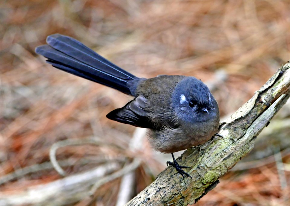 The fantail. (Rhipidura fuliginosa)