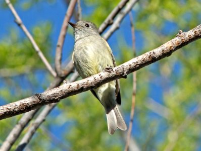 FLYCATCHER, HAMMOND'S (3-31-10) patagonia lake state park, az -01