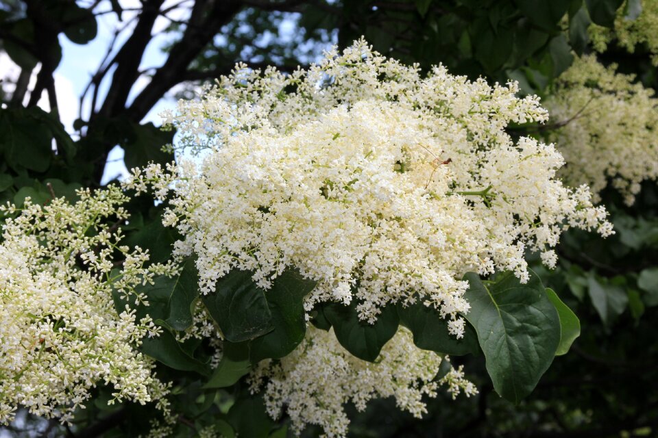 Blossom white bush