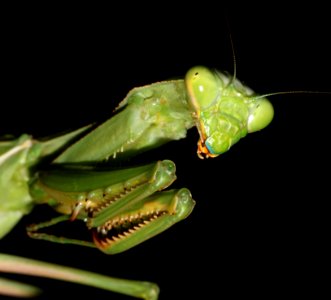 Chinese Mantid (Tenodera aridifolia sinensis) (9-22-10) 78 circulo montana, pat lake ranch estates, scc, az -04