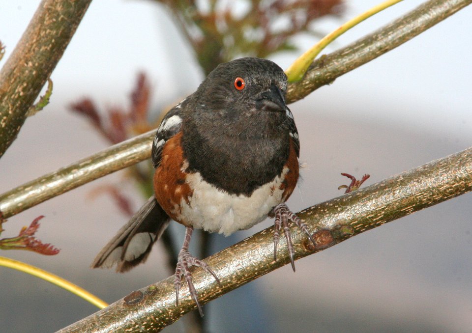 TOWHEE, SPOTTED (5-25-09) canet rd -01