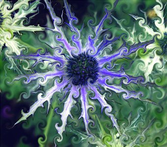 Eryngium Jos(Sea Holly),In CurlyQs