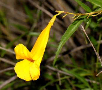 YELLOW TRUMPET BUSH (Tecoma stans) (9-20-10) pat lake state park, scc, az -01