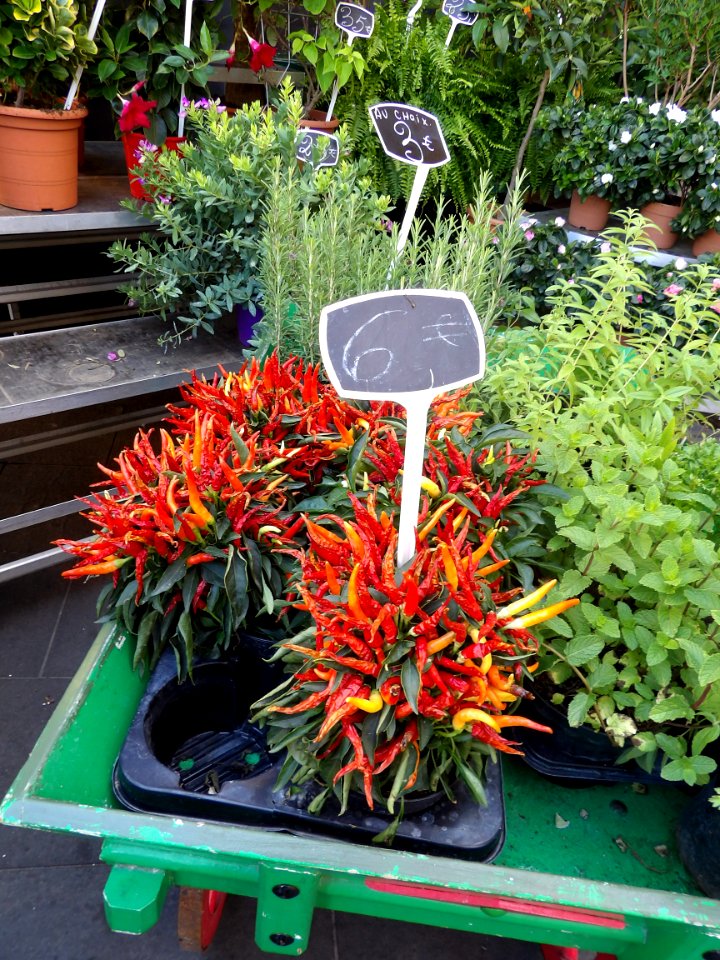 Medusa Pepper Plant!
