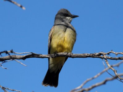 KINGBIRD, CASSIN'S (5-12-10) patagonia, az -04