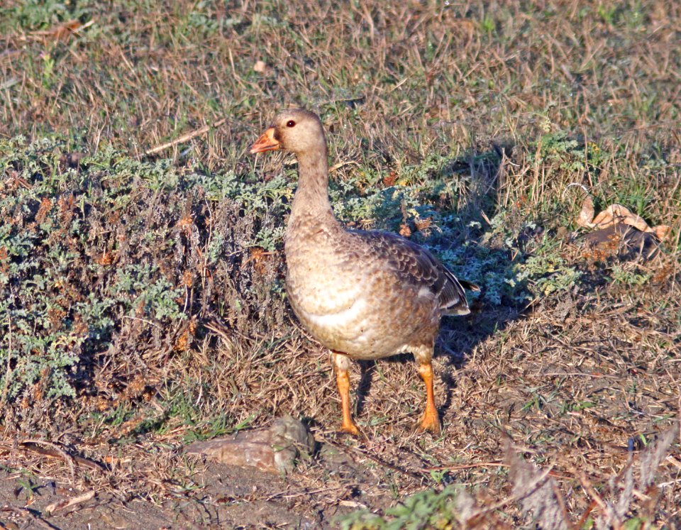 GOOSE, GREATER WHITE-FRONTED (11-03-09) San Simeon Creek mouth, slo co, ca -04