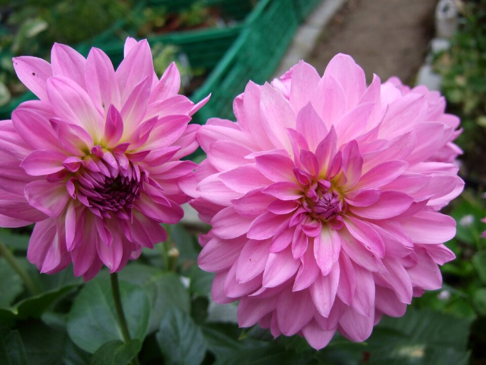 Flower garden dahlia