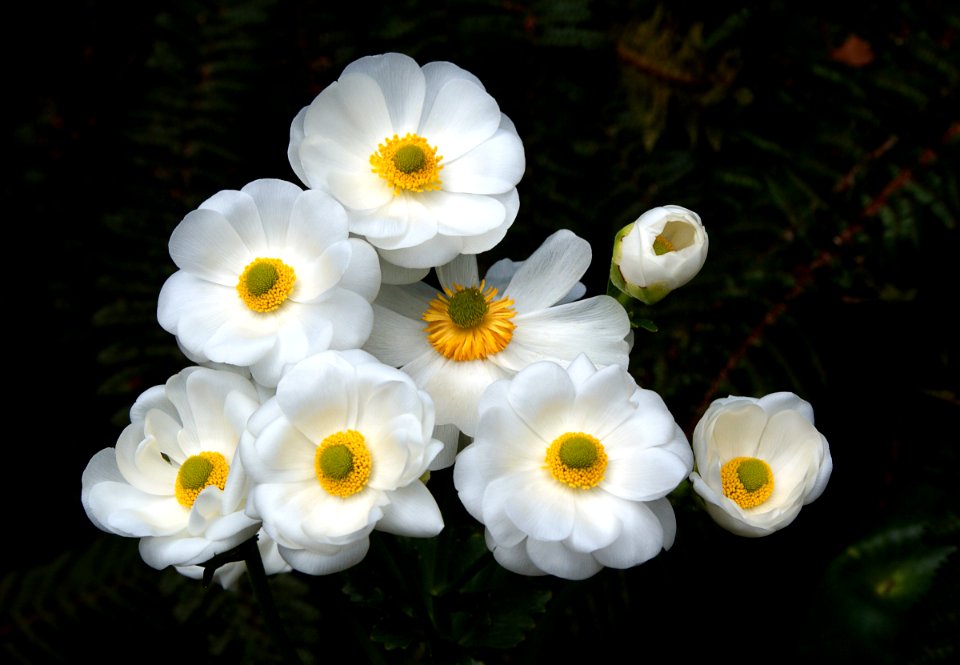 The  Mount Cook Lilies ((Ranunculus lyallii)