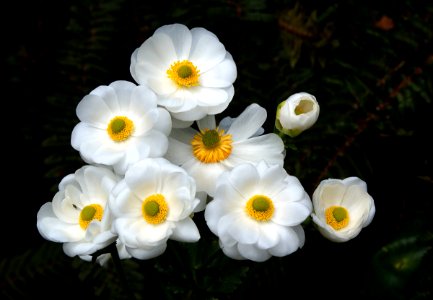 The Mount Cook Lilies ((Ranunculus lyallii) photo