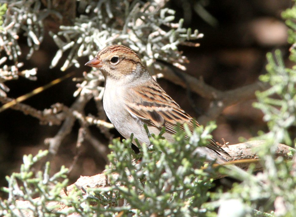 SPARROW, CHIPPING (9-21-09) first basic, cottonwood springs, carrizo n m , slo co, ca -02