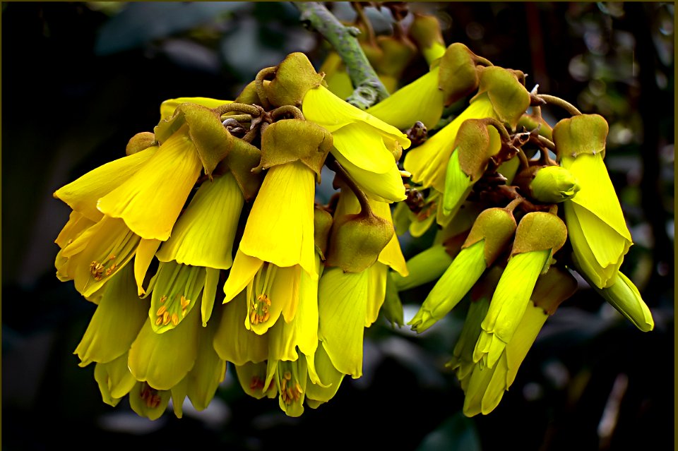 Sophora microphylla.(Kowhai)