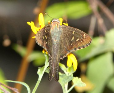 LONGTAIL, DORANTES (Urbanus dorantes) (9-26-10) montosa canyon, scc, az - (3)