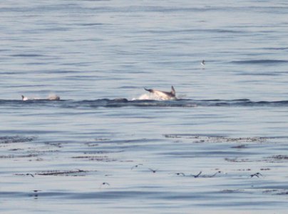 dolphin sp (11-03-09) San Simeon Point, slo co, ca -02