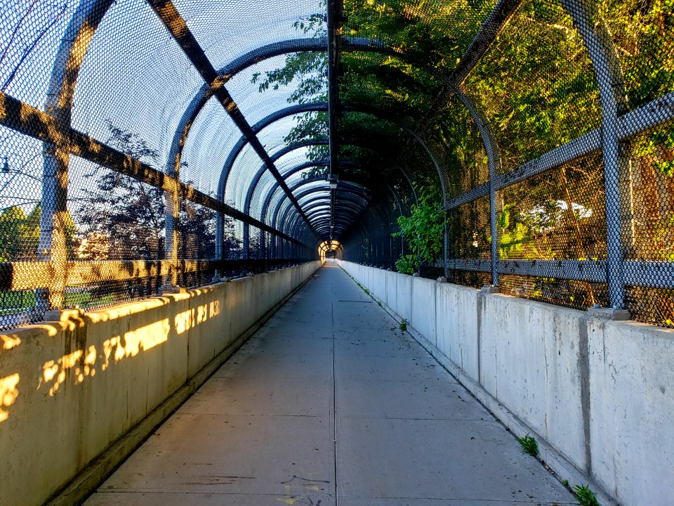 tree lined pedestrian bridge