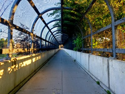 tree lined pedestrian bridge