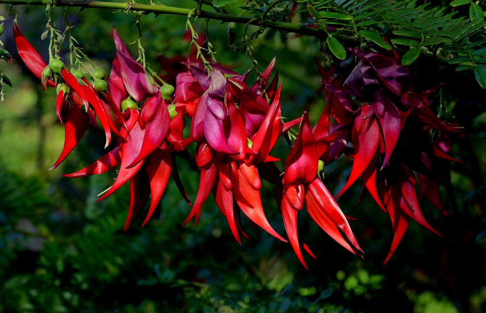 Clianthus puniceus (Kaka Beak)