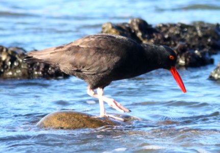 OYSTERCATCHER, BLACK (11-23-09) estero bluffs state park, slo co, ca -02