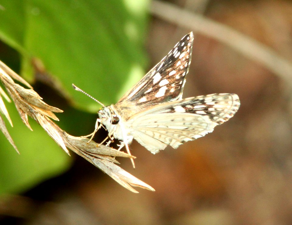 CHECKERED-SKIPPER, DESERT (Pyrgus philetas) (8-24-10) pena blanca lake, scc, az -02
