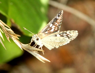 CHECKERED-SKIPPER, DESERT (Pyrgus philetas) (8-24-10) pena blanca lake, scc, az -02